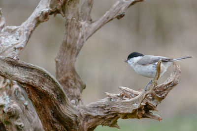 Close-up of bird perching on tree