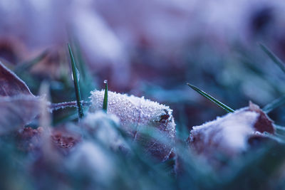 Close-up of plant against blurred background