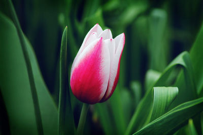 Close-up of pink tulip