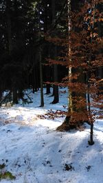 Snow covered trees in winter