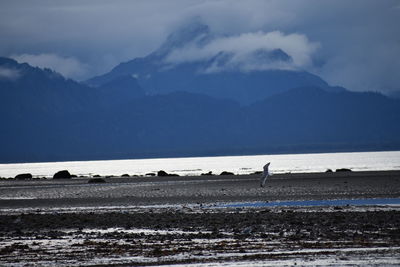 View of birds on beach against sky