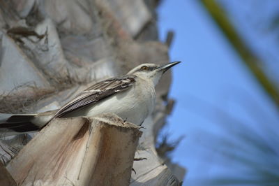 Close-up of bird perching on wood