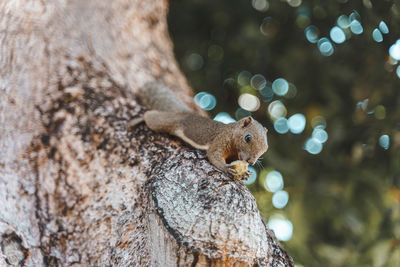 Close-up of squirrel on tree trunk