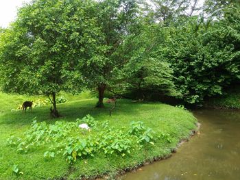 Scenic view of lake amidst trees