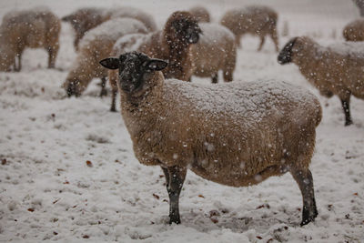 Sheep standing on field during winter