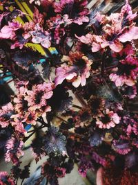 Close-up of pink cherry blossoms in spring