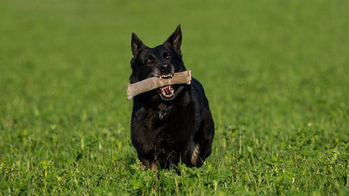 Black dog running on grass