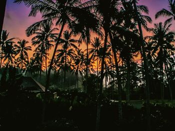 Silhouette palm trees against sky during sunset