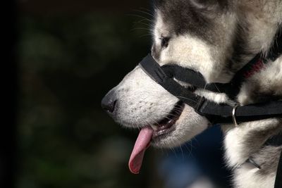 Husky dog with tongue out