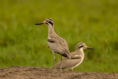 Close-up of birds perching on land