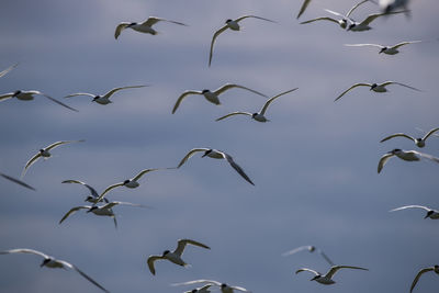 Low angle view of arctic terns flying against sky