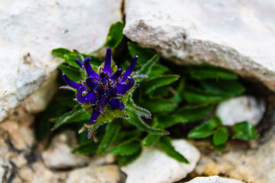 Close-up of purple flowering plant