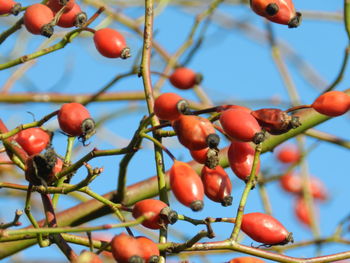 Close-up of berries on tree