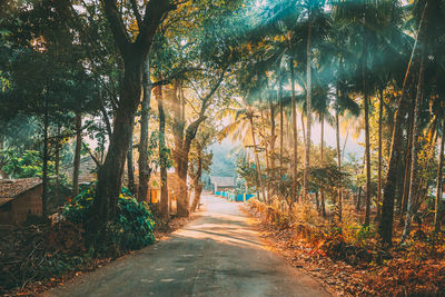 Road amidst trees in forest