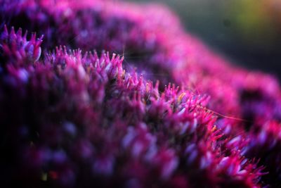 Close-up of pink flowering plants