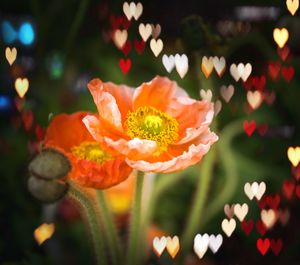 Close-up of flowers blooming outdoors