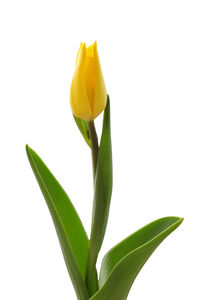 Close-up of yellow flowering plant against white background