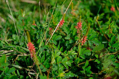 Close-up of red flowering plants on field