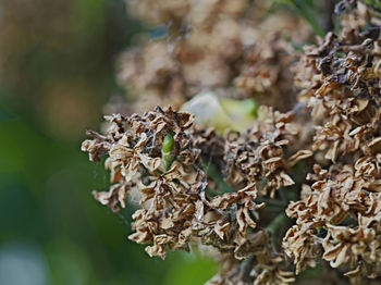 Close-up of dried plant on field