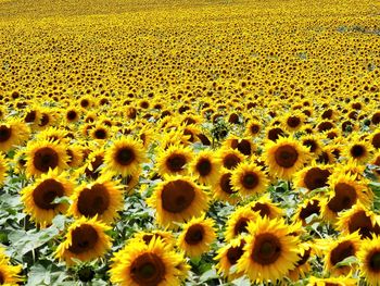 I took this photo in front of a sunflower field