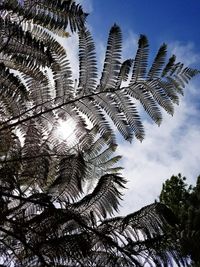 Low angle view of palm tree against sky