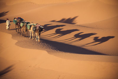 High angle view of man walking with camels in desert