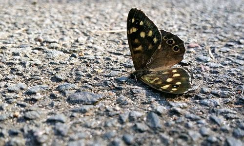 Close-up of butterfly on sand