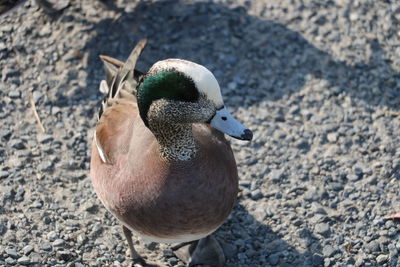 High angle view of duck