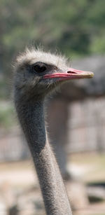 Close-up of bird against blurred background