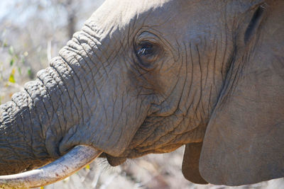 Close-up of elephant