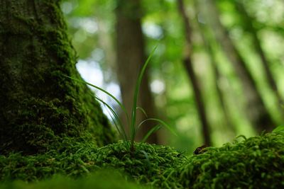 Close-up of moss growing on tree trunk