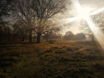 Trees on field against sky