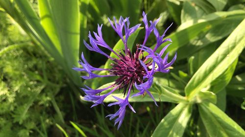 Close-up of purple flowering plant on field