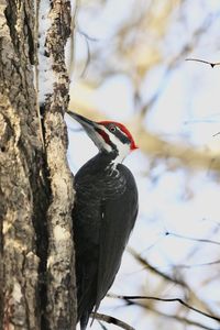 Low angle view of bird perching on tree