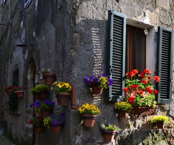 Potted plants on the wall