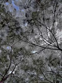 Low angle view of bare tree