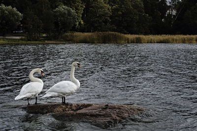 Swans on lakeshore