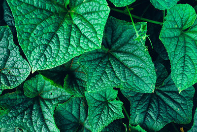 Close-up of maple leaf