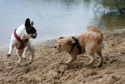 Dogs rough housing on sand against lake