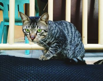 Close-up portrait of tabby