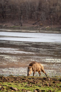 Horse in a river