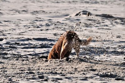 Dog digging sand on beach