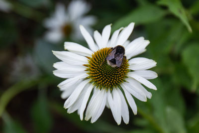 Close-up of a bee on a flower