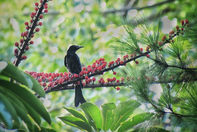 Bird perching on a tree