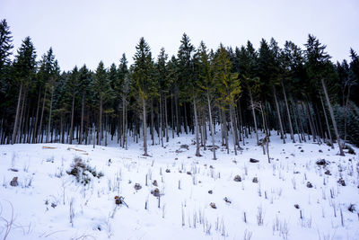 Panoramic view of trees in forest during winter