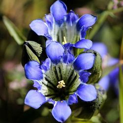 Close-up of purple flowers blooming