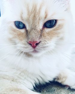 Close-up portrait of cat