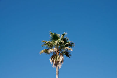 Low angle view of coconut palm tree against clear blue sky