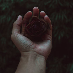 Close-up of cropped hand holding rose at night