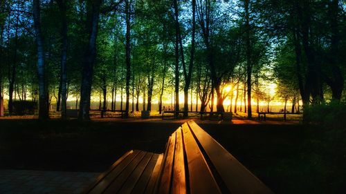Walkway amidst trees in forest